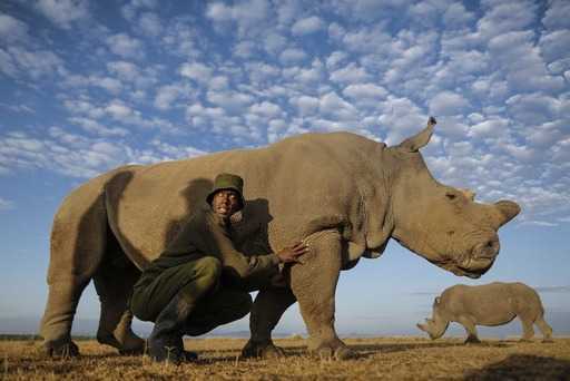 Преместване на африкански носорози: Какво е необходимо за преместване на застрашен вид